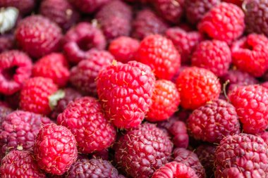 Harvested, red, ripe raspberry fruits, on a plantation - background.