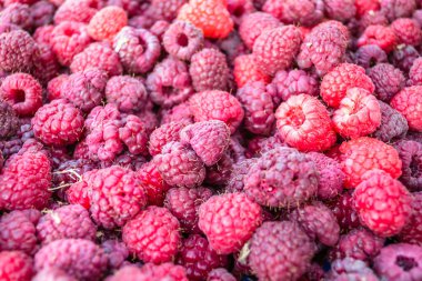 Harvested, red, ripe raspberry fruits, on a plantation - background.