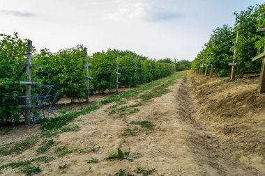 Çiftliğin manzarası..