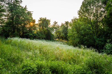 Sırbistan 'daki Tresnjevica yerleşiminin etrafındaki bir tepede bir açıklık.