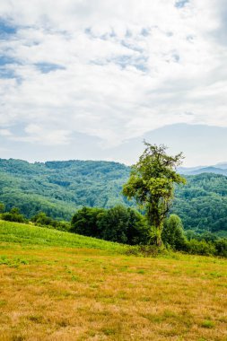 Sırbistan 'ın Tresnjevica köyünün etrafındaki bir tepede tek başına bir ağaç..