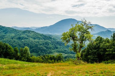 Sırbistan 'ın Tresnjevica köyünün etrafındaki bir tepede tek başına bir ağaç..