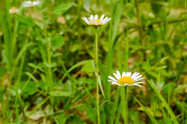 Chamomile Flowers Grassy Field Serbia — Stock Photo, Image