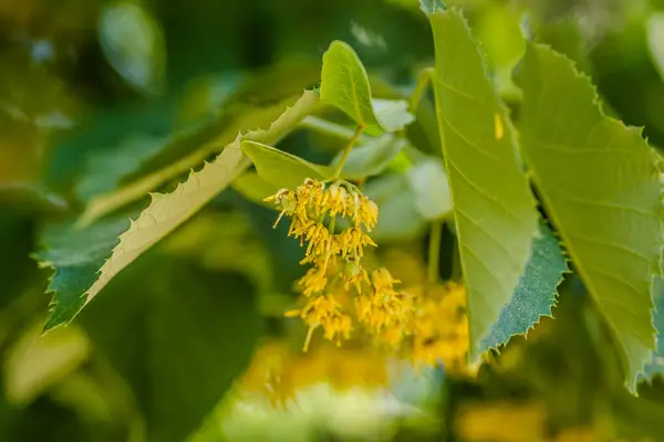 Flores Amarillas Con Pequeñas Hojas Las Ramas Tilo — Foto de Stock