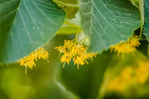 Gele Bloemen Met Kleine Blaadjes Takken Van Een Lindeboom — Stockfoto
