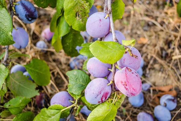 Früchte Der Reifen Pflaume Auf Baum Obstgarten — Stockfoto