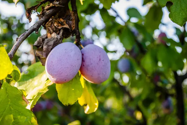 Fruits Ripe Plum Tree Orchard — Stock Photo, Image