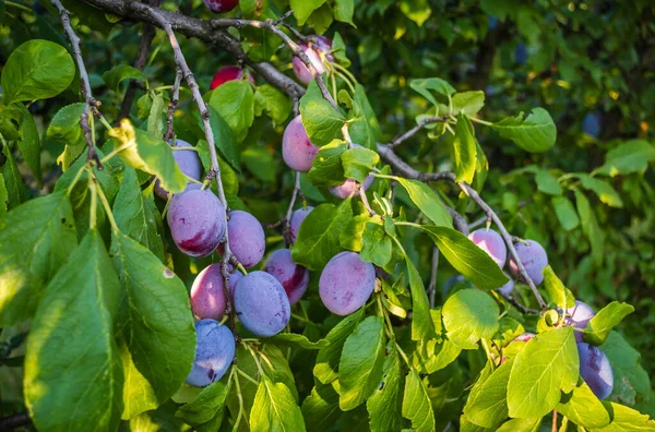 Früchte Der Reifen Pflaume Auf Baum Obstgarten — Stockfoto