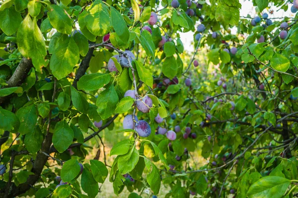 Fruits Ripe Plum Tree Orchard — Stock Photo, Image