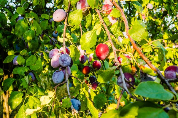 Früchte Der Reifen Pflaume Auf Baum Obstgarten — Stockfoto