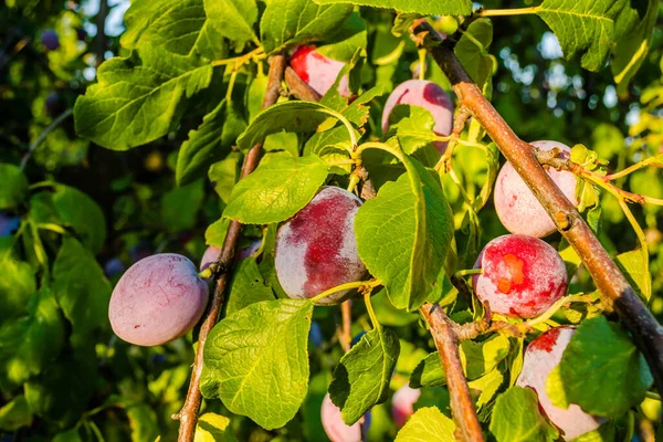 Früchte Der Reifen Pflaume Auf Baum Obstgarten — Stockfoto