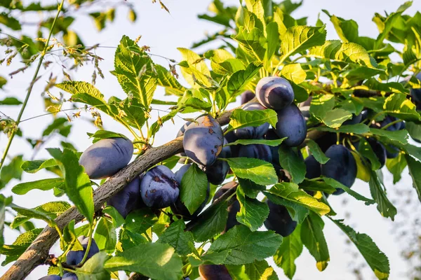 Group Blue Ripe Large Plums Branch Plum Orchard — Stock Photo, Image