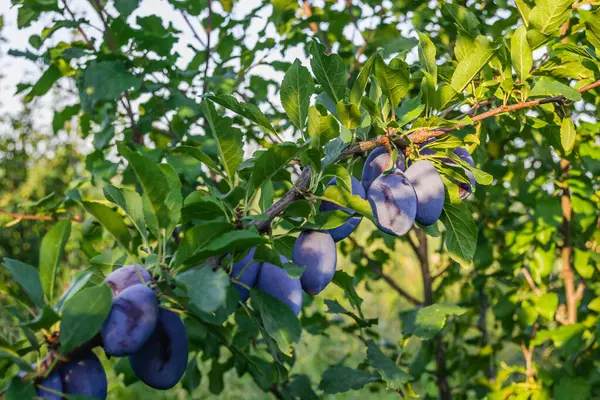 Group Blue Ripe Large Plums Branch Plum Orchard — Stock Photo, Image