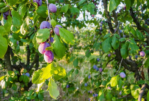 Früchte Der Reifen Pflaume Auf Baum Obstgarten — Stockfoto