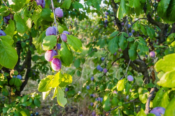 Früchte Der Reifen Pflaume Auf Baum Obstgarten — Stockfoto