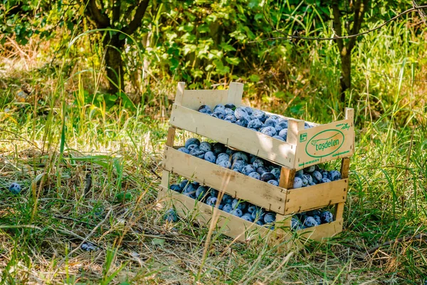 Staplade Trälådor Med Skördade Mogna Plommonfrukter — Stockfoto