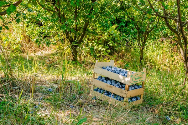 Caisses Bois Empilées Avec Fruits Mûrs Récoltés Prune — Photo