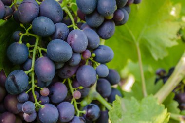 Sarmaşıkta olgun bir demet siyah üzüm.