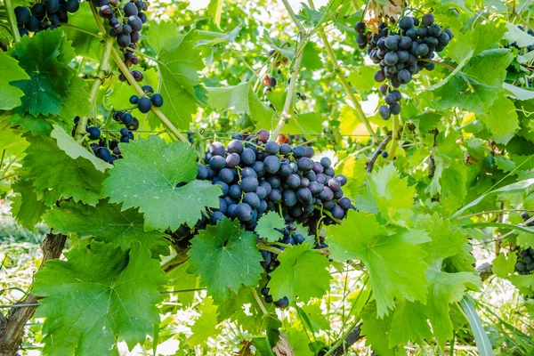 Ripe Bunches Black Grapes Vine — Stock Photo, Image