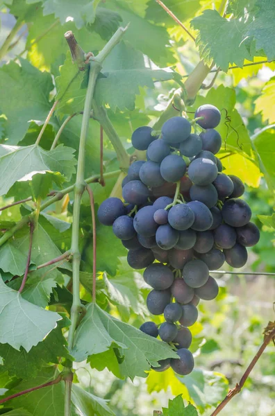 Ripe Bunches Black Grapes Vine — Stock Photo, Image