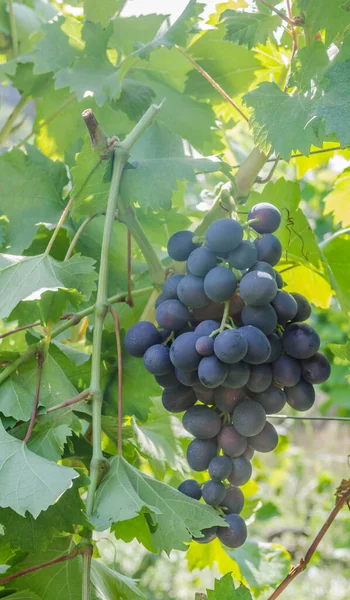 Ripe Bunches Black Grapes Vine — Stock Photo, Image