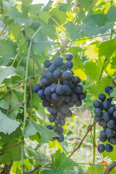 Ripe Bunches Black Grapes Vine — Stock Photo, Image