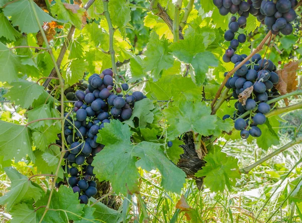 Ripe Bunches Black Grapes Vine — Stock Photo, Image