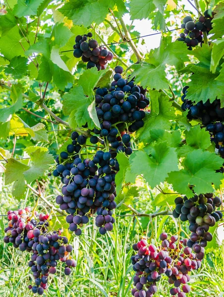 Ripe Bunches Black Grapes Vine — Stock Photo, Image