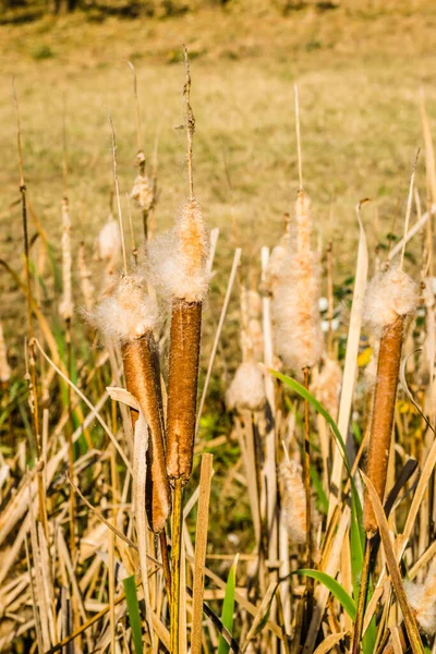 Schilf Ufernahen See Bei Sonnigem Wind — Stockfoto