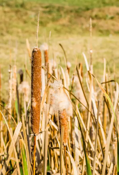 Schilf Ufernahen See Bei Sonnigem Wind — Stockfoto