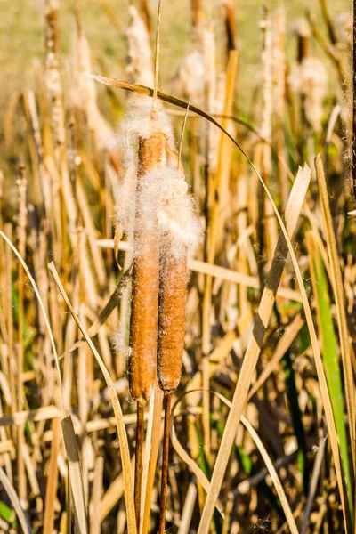 바람부는 날에는 근처의 호수에 갈대를 심는다 — 스톡 사진