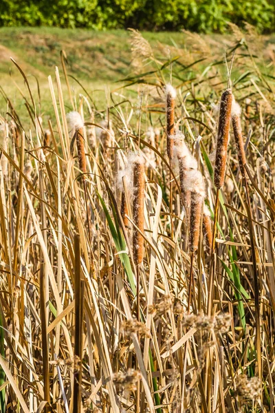 Schilf Ufernahen See Bei Sonnigem Wind — Stockfoto