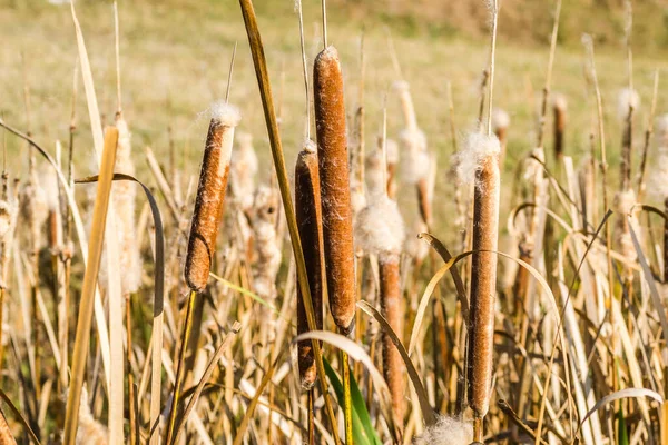 Schilf Ufernahen See Bei Sonnigem Wind — Stockfoto