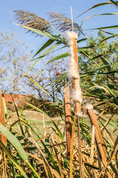 Schilf Ufernahen See Bei Sonnigem Wind — Stockfoto