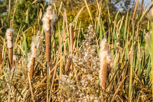 Schilf Ufernahen See Bei Sonnigem Wind — Stockfoto