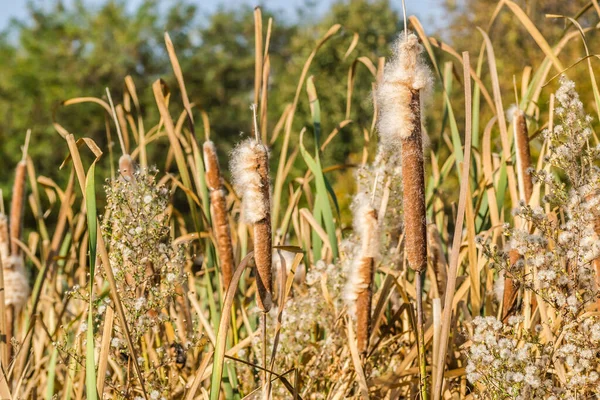 Schilf Ufernahen See Bei Sonnigem Wind — Stockfoto