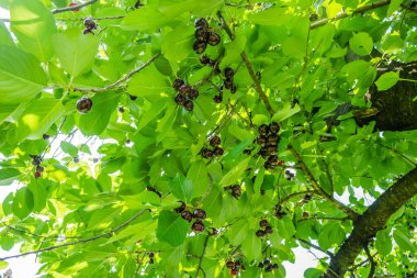 Olgun kiraz meyveleri ağaçların tepesinde, bir fidanlıkta