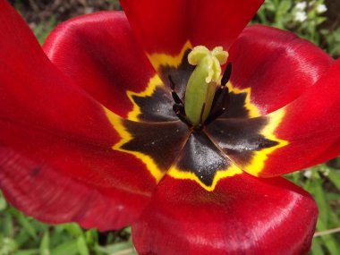 Kırmızı bir lale çiçeğinin içi. Yakından..