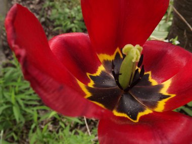 Kırmızı bir lale çiçeğinin içi. Yakından..