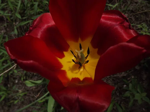 Kırmızı Bir Lale Çiçeğinin Içi Yakından — Stok fotoğraf