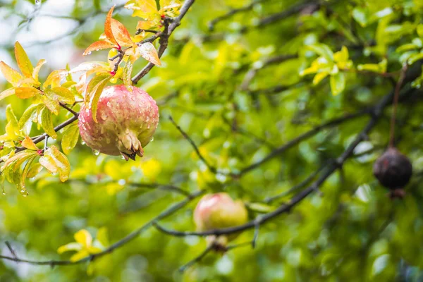 Ripe Pomegranate Fruit Treetops — Stock Photo, Image