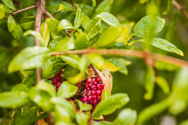 Visa Trädtoppen Gröna Omogna Granatäpple Vid Plantering Knäckt Granatäpple Frukt — Stockfoto