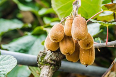 Olgun kivi meyvesi bir fidanlıktaki ağacın tepesinde.