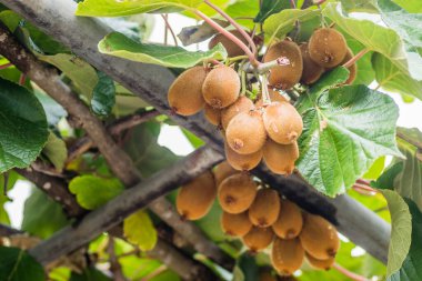 Olgun kivi meyvesi bir fidanlıktaki ağacın tepesinde.