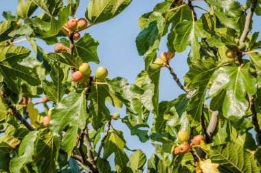Yapraklı ve olgun meyveli incir dalı.