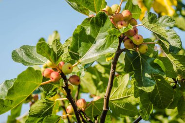 Yapraklı ve olgun meyveli incir dalı.