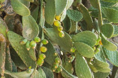 Karadağ 'ın İgalo kentindeki gezinti güvertesinin duvarı boyunca inen bir kaktüs..