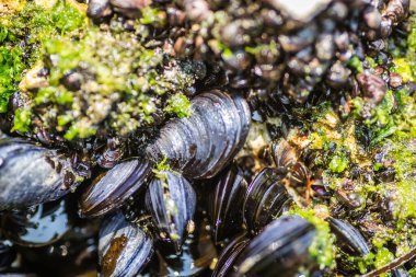 Bir kayaya takılmış deniz kabukları