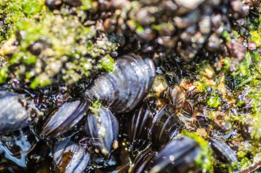 Bir kayaya takılmış deniz kabukları