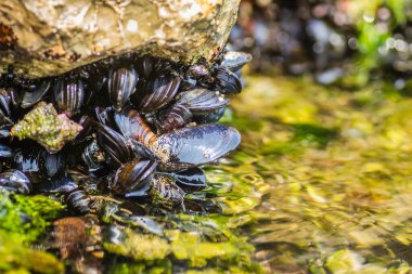 Bir kayaya takılmış deniz kabukları